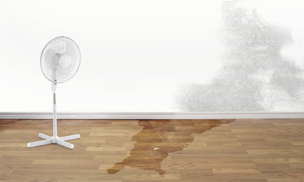 Best Flood damage cleanup  in Lakewood, WA