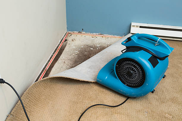 Best Professional water damage repair  in Lakewood, WA